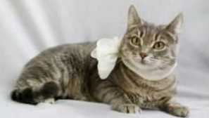 Жълт избор на котка: причини какво да правя